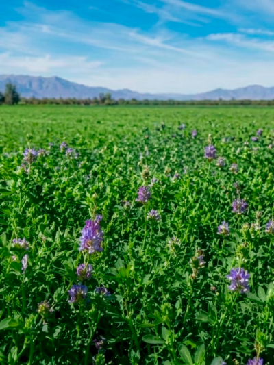 Alfalfa