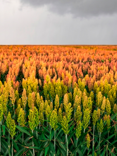 Sorgo