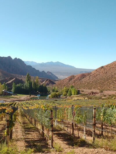 Viñedos y Bodegas