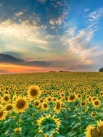 Girasol
