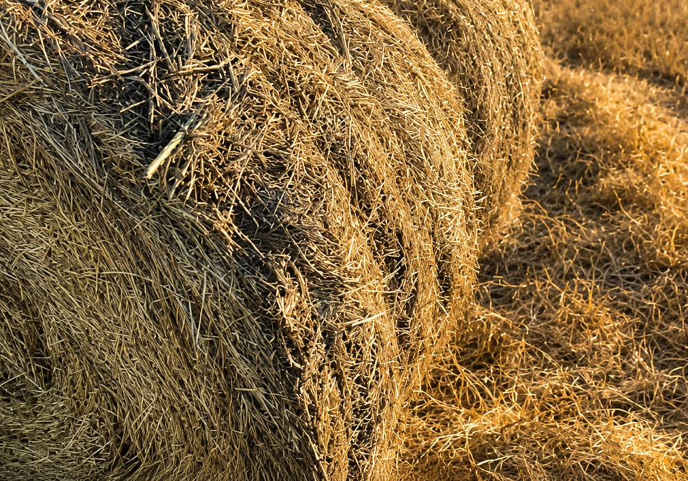 Rollos Puros de Alfalfa| Precio x Unidad
