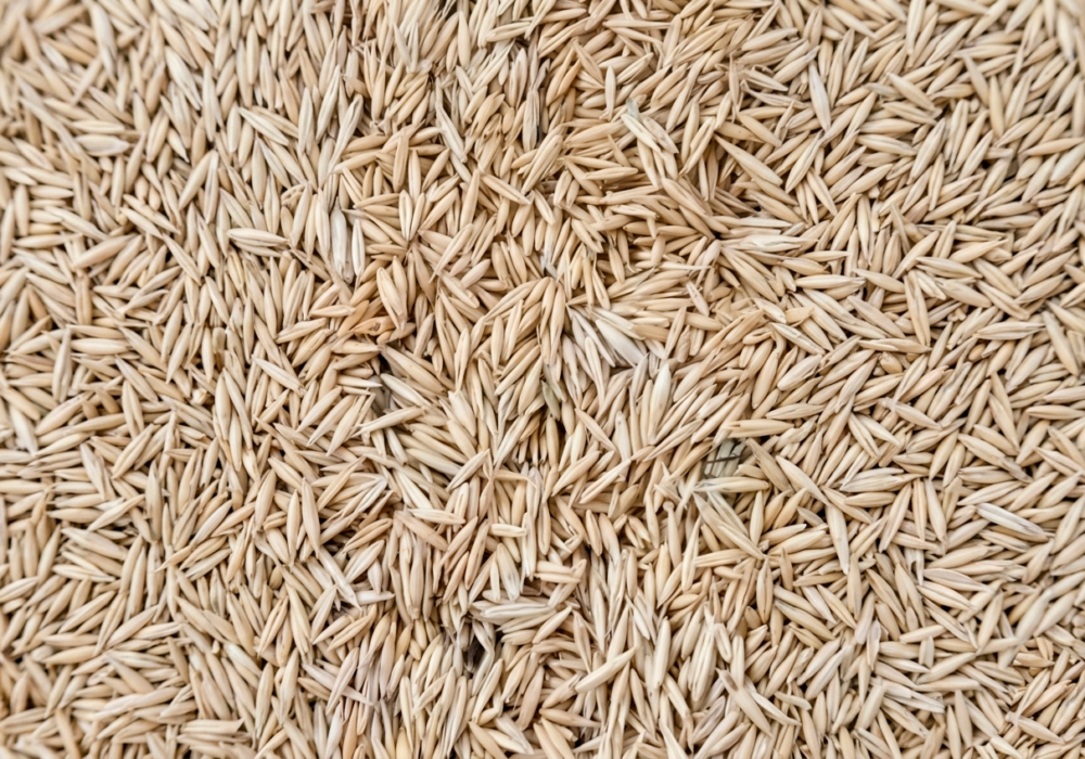Avena Sin Ventilar