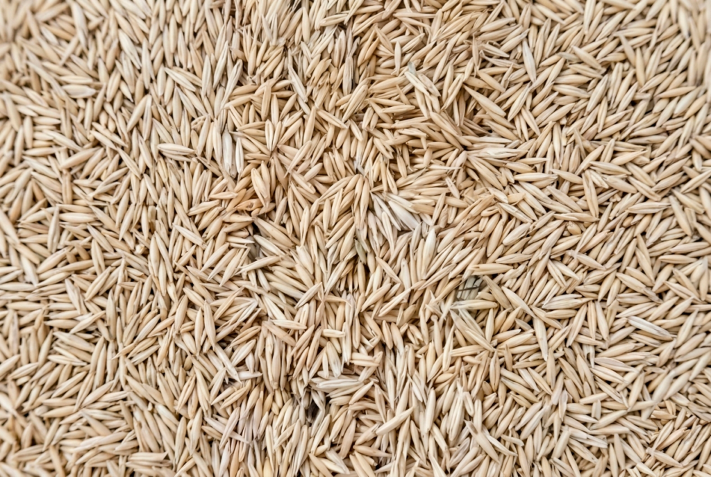 Avena Sin Ventilar